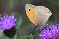 Maniola jurtina