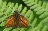 Ochlodes sylvanus