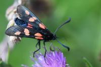 Zygaena trifolii