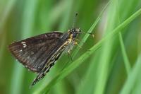 Heteropterus morpheus