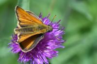 Thymelicus sylvestris