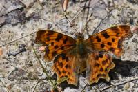Polygonia c-album