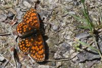 Melitaea athalia