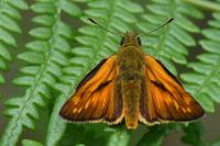 Ochlodes sylvanus