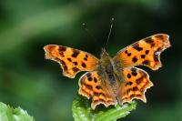 Polygonia c-album