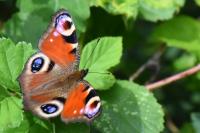 Aglais io