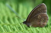 Aphantopus hyperantus