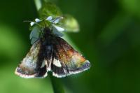 Panemeria tenebrata