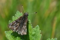 Carcharodus alceae