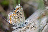 Polyommatus icarus