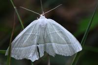 Campaea margaritaria