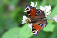 Aglais io