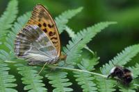 Argynnis paphia