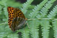 Argynnis paphia