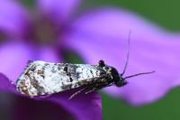 Hysterophora maculosana