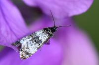 Hysterophora maculosana