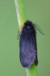 Epichnopterix