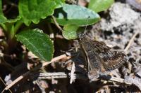 Erynnis tages
