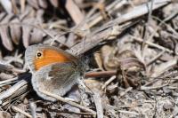Coenonympha pamphilus