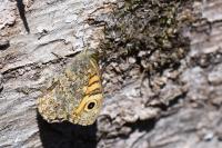 Lasiommata megera