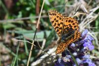 Boloria dia