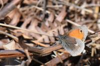 Coenonympha pamphilus