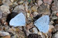 Celastrina argiolus