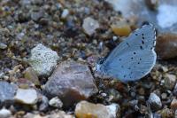 Celastrina argiolus