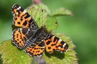 Araschnia levana