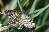 Chiasmia clathrata