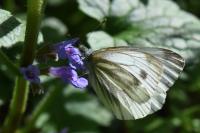 Pieris napi