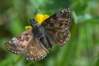 Erynnis tages
