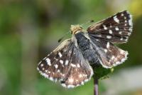 Spialia sertorius