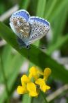 Lysandra bellargus
