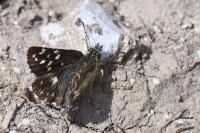 Pyrgus malvae