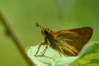 Ochlodes sylvanus