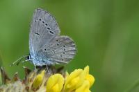 Cupido minimus