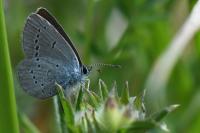 Cupido minimus
