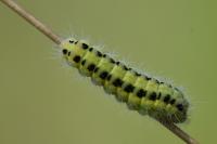 Zygaena filipendulae