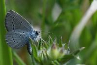 Cupido minimus