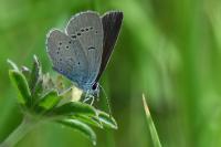 Cupido minimus