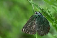 Callophrys rubi