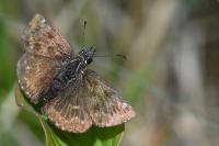 Erynnis tages