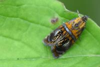 Olethreutes arcuella