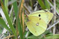 Colias alfacariensis