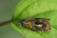 Olethreutes arcuella