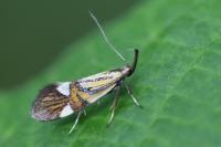 Alabonia geoffrella