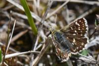 Spialia sertorius