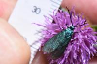 Jordanita globulariae