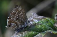 Cacyreus marshalli